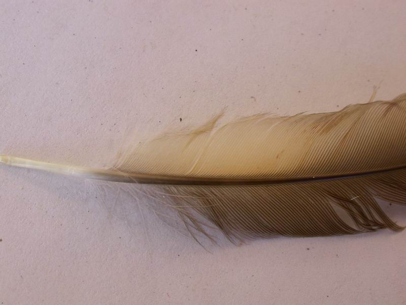 Penne di Tordo bottaccio